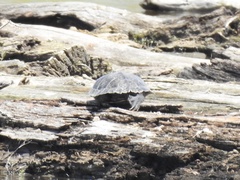 Graptemys geographica