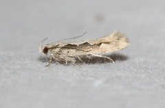 Ornativalva erubescens