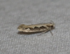 Ornativalva erubescens