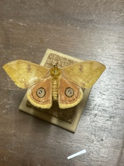 Automeris jucunda