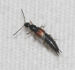 Philonthus rufulus
