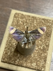 Pilocrocis xanthozonalis