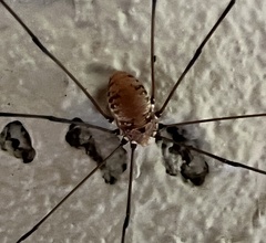 Leiobunum aldrichi