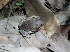 Leptobrachium