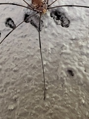 Leiobunum aldrichi