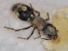 Ronisia barbarula