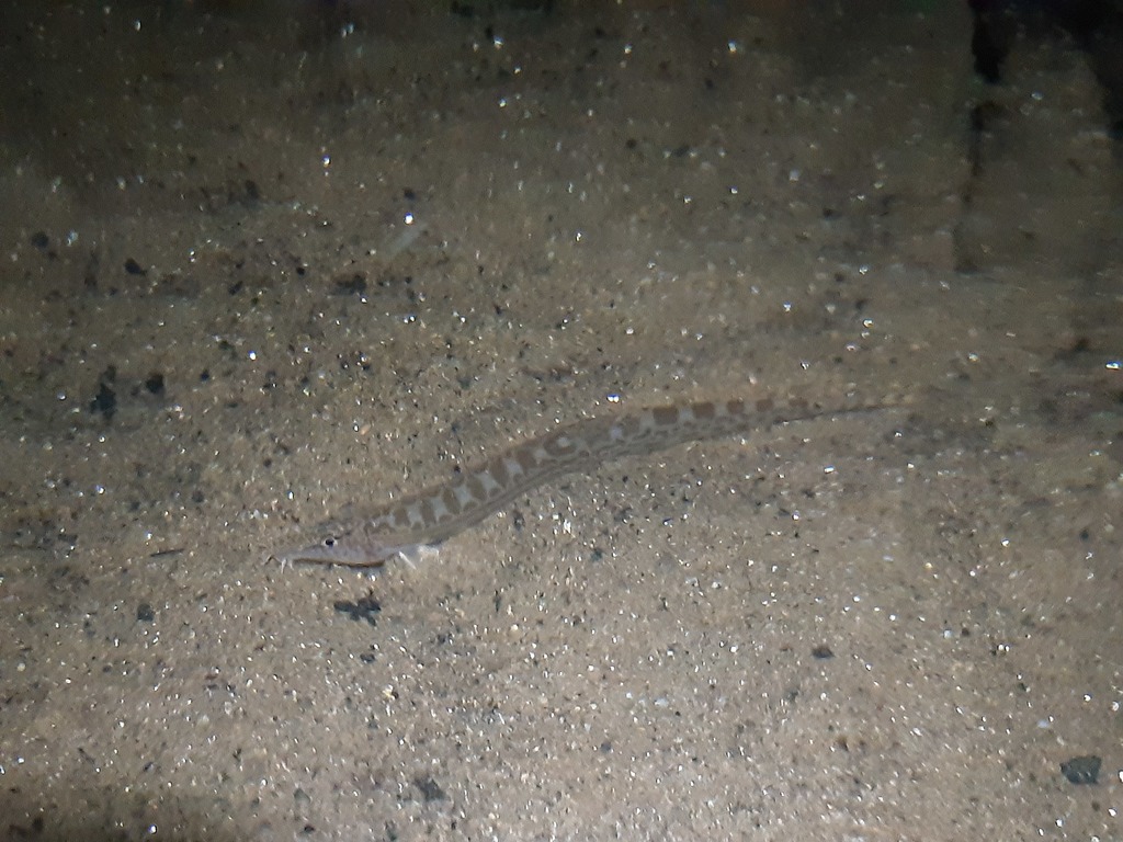 Lao spiny loach (Cobitis laoensis) — Cobitidae