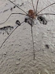 Leiobunum aldrichi