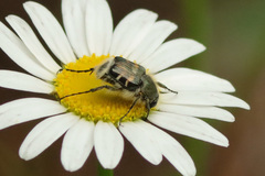 Trichiotinus viridans