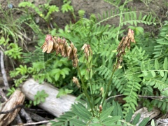 Vicia nigricans