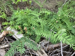 Vicia nigricans