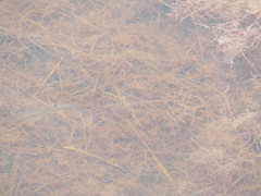 Fundulus heteroclitus