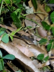 Lepidoblepharis sanctaemartae