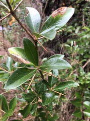 Berberis laurina