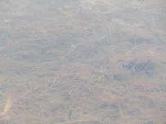 Fundulus heteroclitus