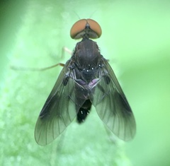 Chrysopilus quadratus