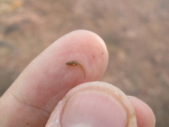 Fundulus heteroclitus