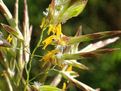 Bromus inermis