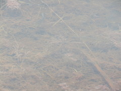 Fundulus heteroclitus