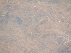 Fundulus heteroclitus