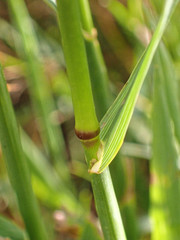 Bromus inermis