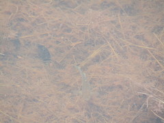 Fundulus heteroclitus