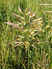Bromus inermis