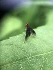 Chrysopilus quadratus