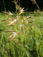 Bromus inermis