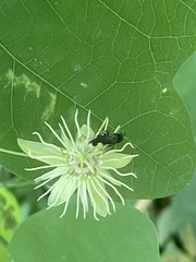 Protandrena passiflorae