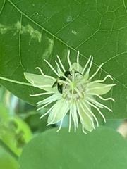 Protandrena passiflorae