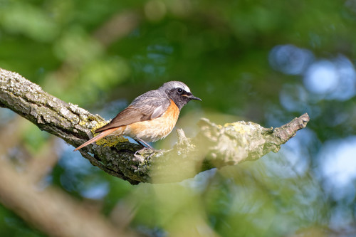 Colirrojo real (Phoenicurus phoenicurus)
