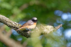 Phoenicurus phoenicurus