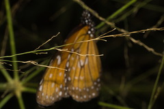Danaus eresimus plexaure