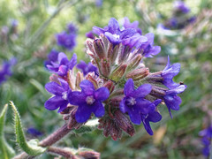 Anchusa officinalis