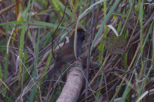 Cinereous-breasted Spinetail (Synallaxis hypospodia)