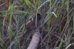 Synallaxis hypospodia