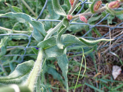Anchusa officinalis