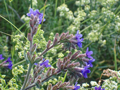 Anchusa officinalis