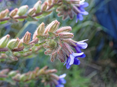 Anchusa officinalis
