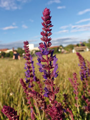 Salvia nemorosa