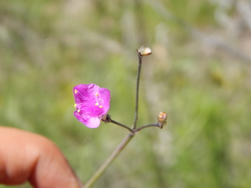 Image of Gibasis Linearis (Gibasis linearis) by (c) Norma Piedra, some rights reserved (CC BY)
