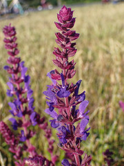 Salvia nemorosa