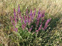 Salvia nemorosa