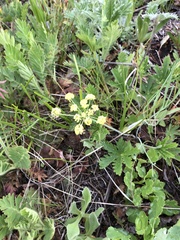 Lomatium simplex