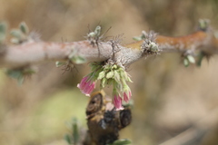 Jatropha neopauciflora