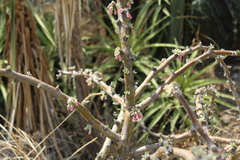 Jatropha neopauciflora