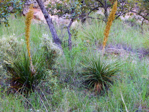 Nolina durangensis