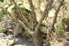 Jatropha neopauciflora