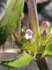 Dracocephalum parviflorum